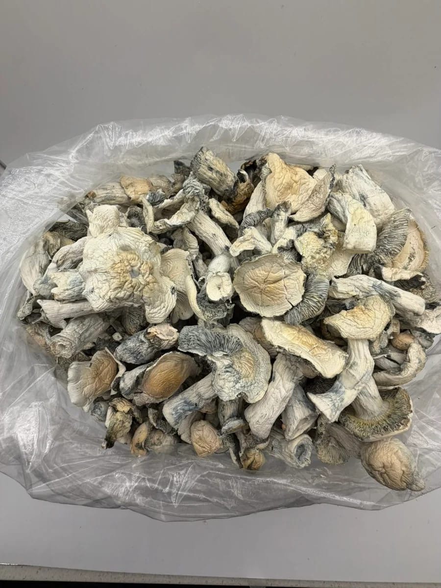 Maya Mushrooms bulk mushroom product
